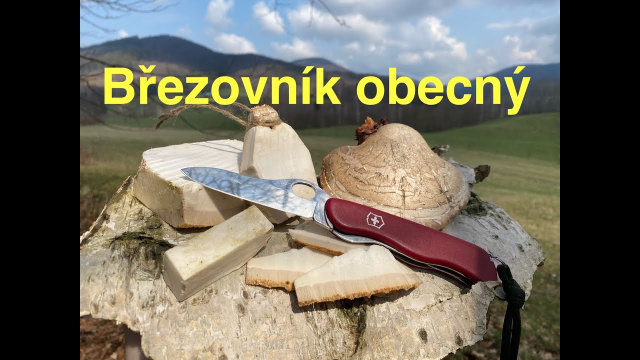 Březovník obecný, kde ho najít a na co se dá použít