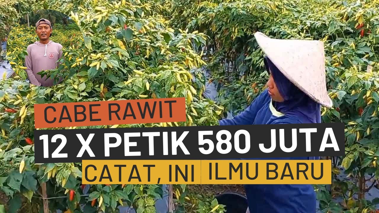 RAHASIA Budidaya Cabe Rawit Unggul Berbuah Lebat, Pupuk Fungisida Insektisida Dalam Merawat Cabai