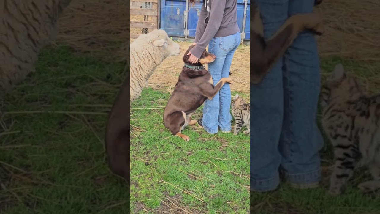 Animals love me 💕 #farmlife #countryfarm #sheep #dog #cat #farm #cute #animals #kelpie #doghugs
