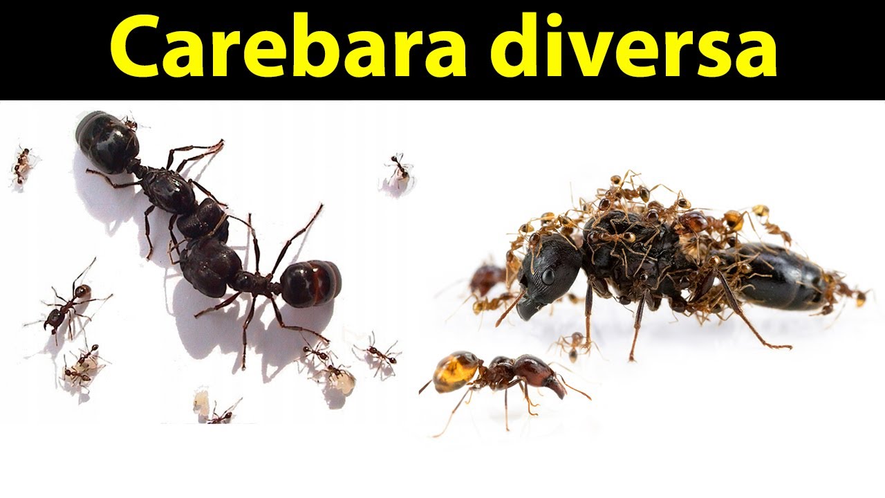[ Mr&oacute;wki ] Carebara diversa - Ta mr&oacute;wka robi wrażenie 😍🐜🐜🐜👀