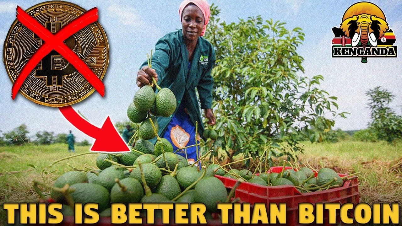 Hass Avocado Farming In Uganda Is MORE PROFITABLE THAN BITCOIN...SO START! (Musubi Farms)