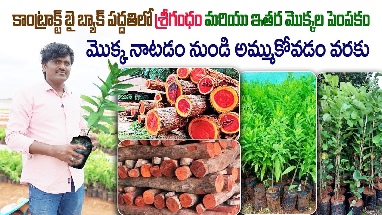 కాంట్రాక్ట్ పద్దతిలో శ్రీగండం, ఎర్రచందనం ఇతర పండ్ల మొక్కల సాగు | Sri Gandham | AgriTech Telugu