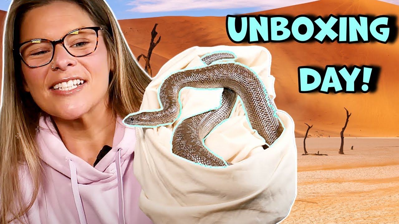 Unboxing The Latest Delivery Of Snakes!