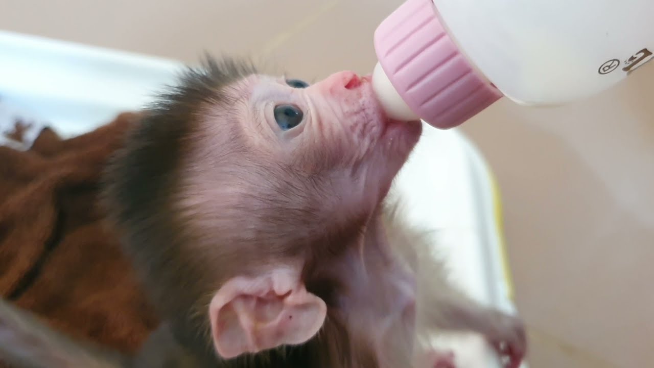 Cutest Baby Rosa Hungry Milk