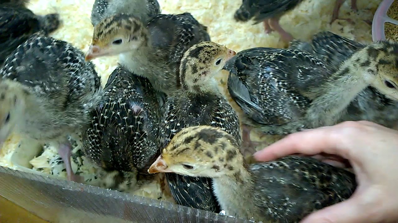 Как растут индюшата и чем их я кормлю#Мини Ферма🦃🦃🦃💖🐤🍀🐣