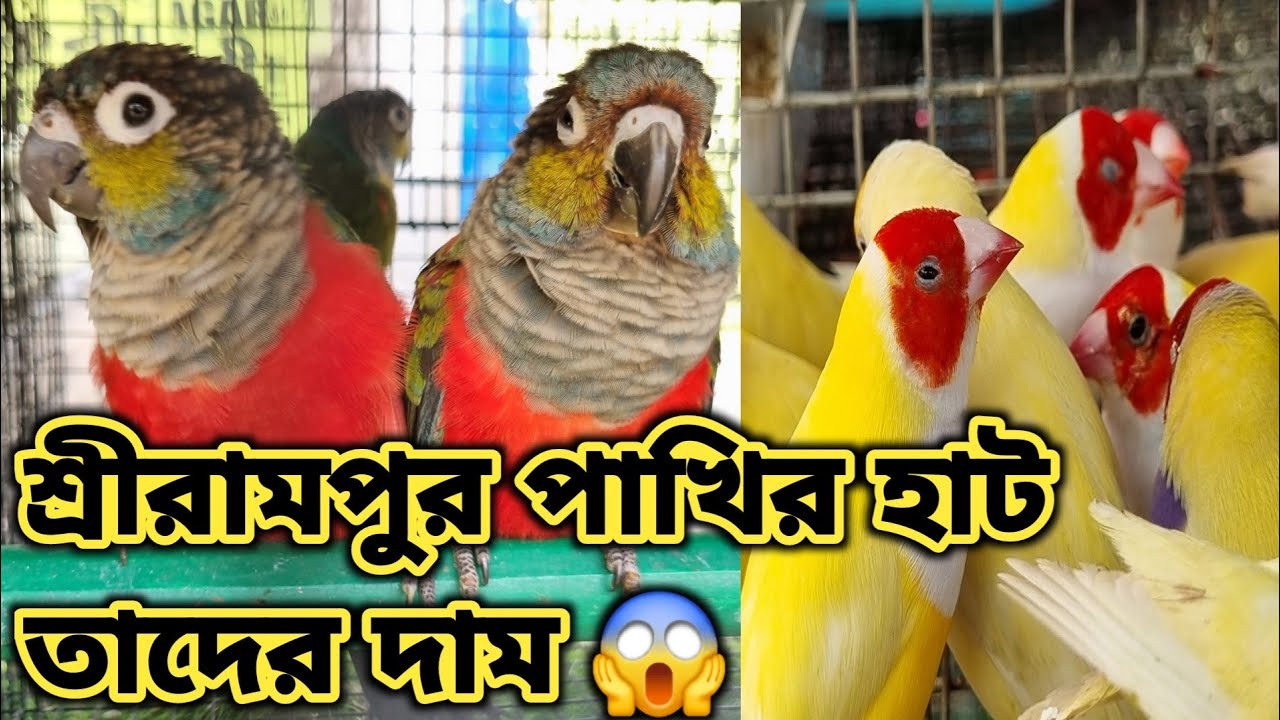 SRIRAMPORE BIRDS MARKET LOCATION 🦜 SERAMPPRE পাখির হাটে পাখির দাম 🦜