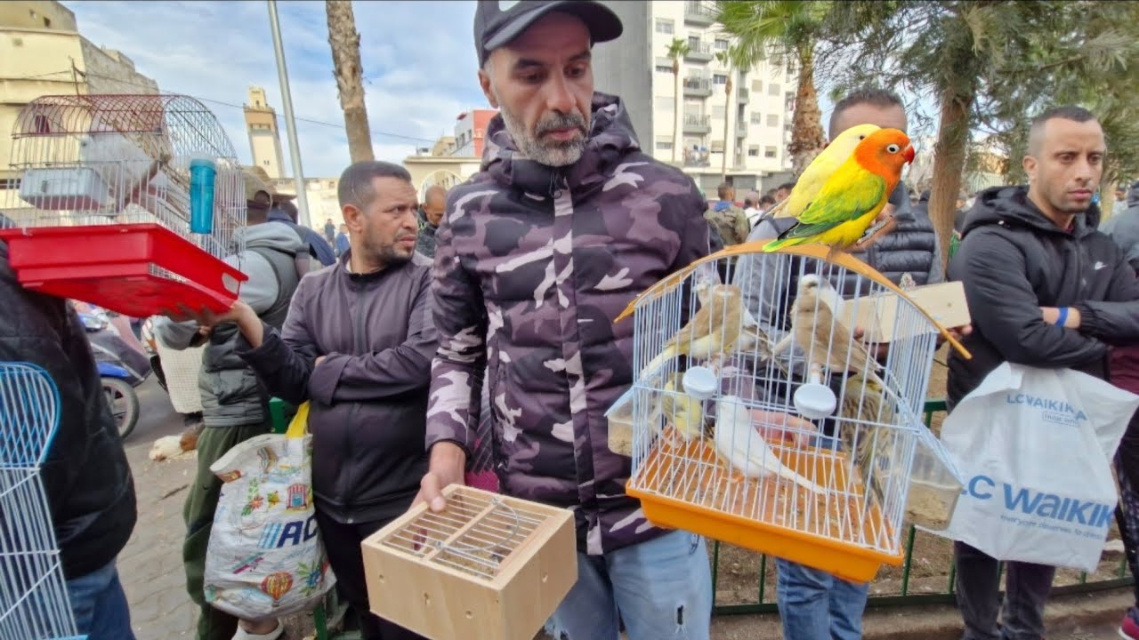 سوق القريعة🔥أجيو نتولعو ونتعرفو على أتمنة مختلف أنواع الطيور دجاج وحمام الزينة فرجة مم #سوق_القريعة