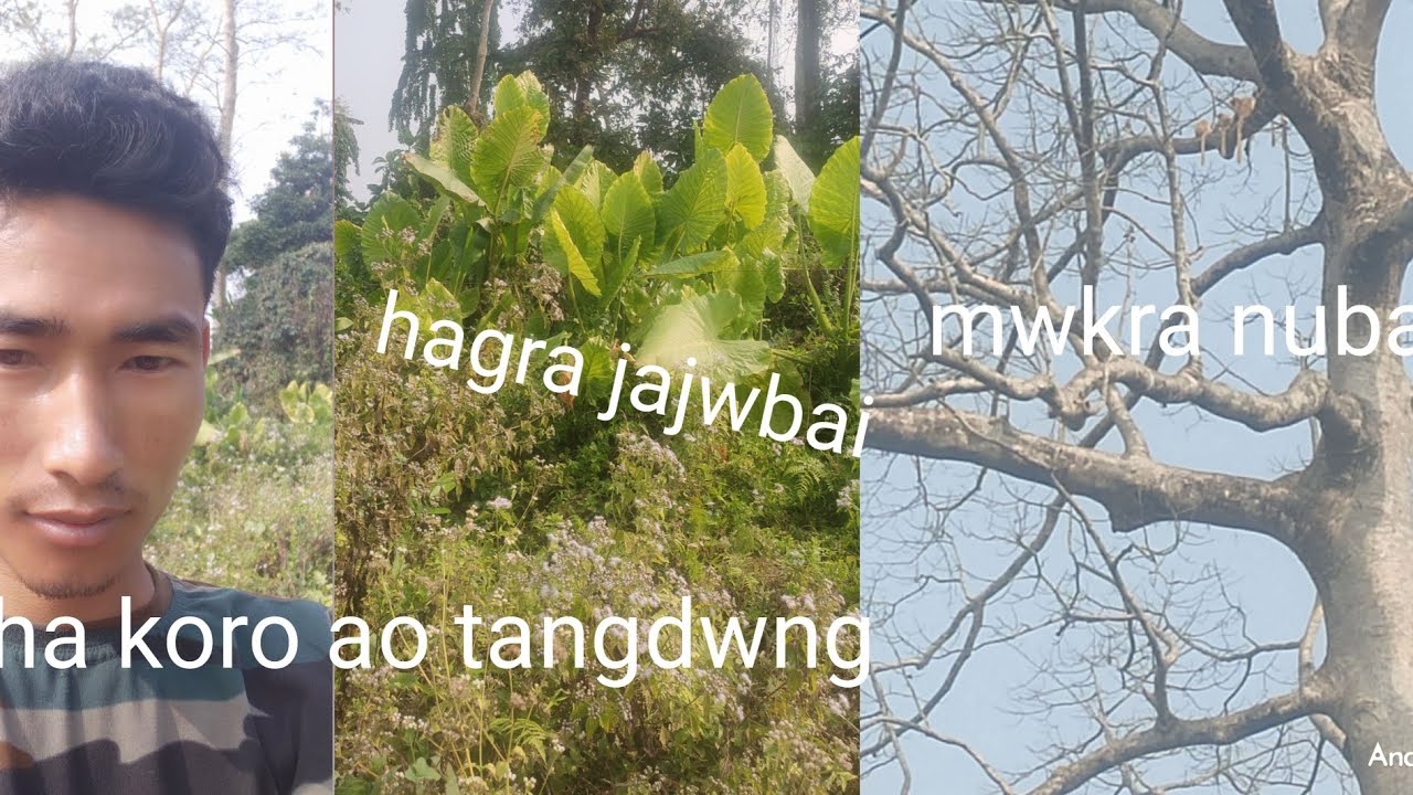 Ha koro ao tabai//mwkra nubai//