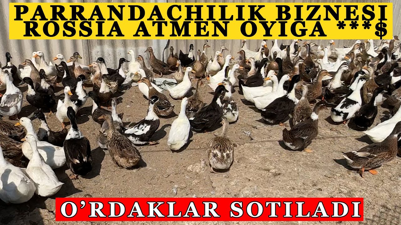 O'RDAK BOQISH BIZNESI VA PARRANDACHILIK BIZNESI ☎️99.650.34.69