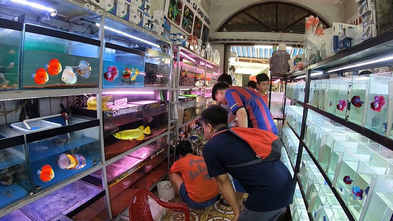 Inside Mysterious Aquarium Fish Market | Lots of Beautiful Fish | Many Amazing Fish in Stock