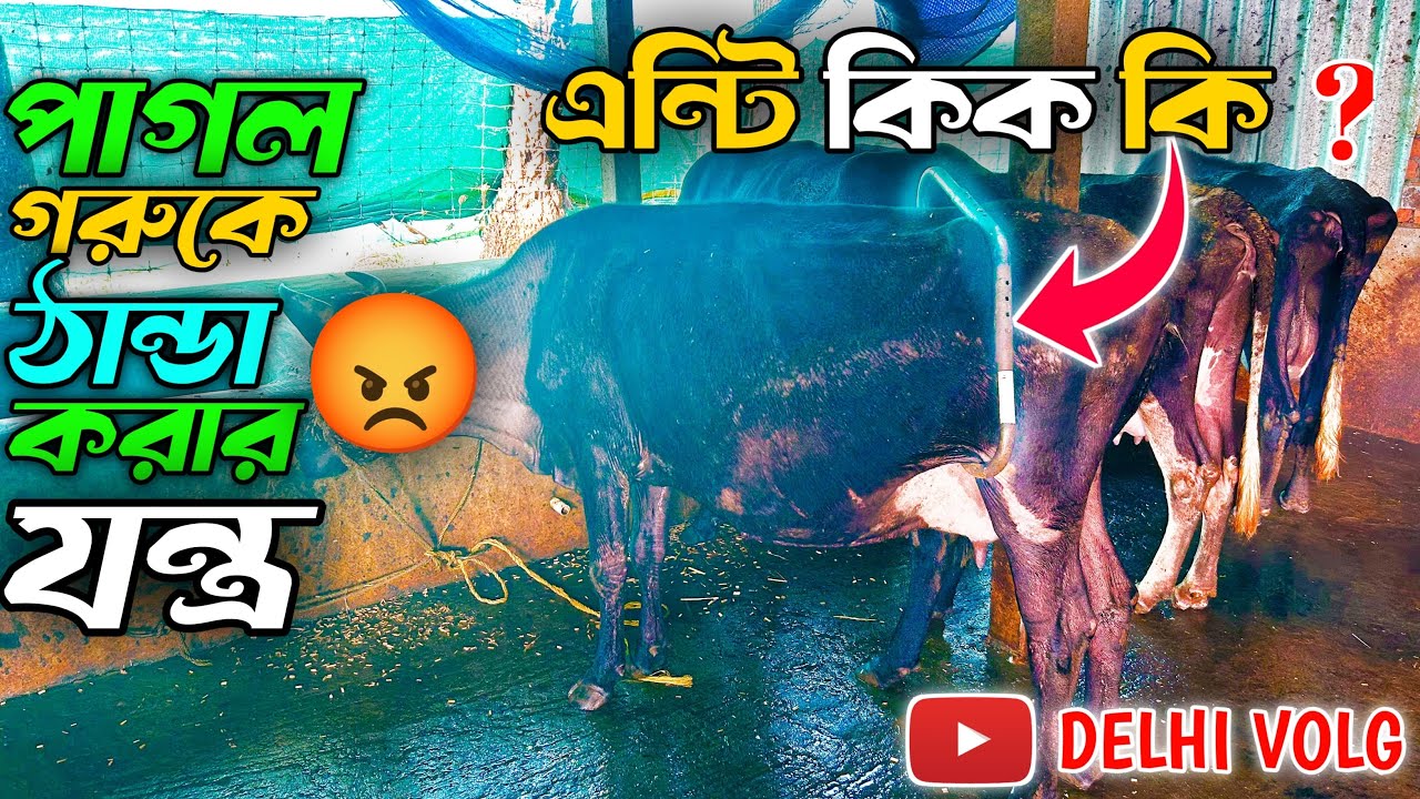 এন্টি কিক কি  🤔 পাগল গরুকে ঠান্ডা করার যন্ত্র। পাগল গরু কিভাবে ঠান্ডা করবে 🐄 নিউ টিপস ভিডিও ২০২৬ 