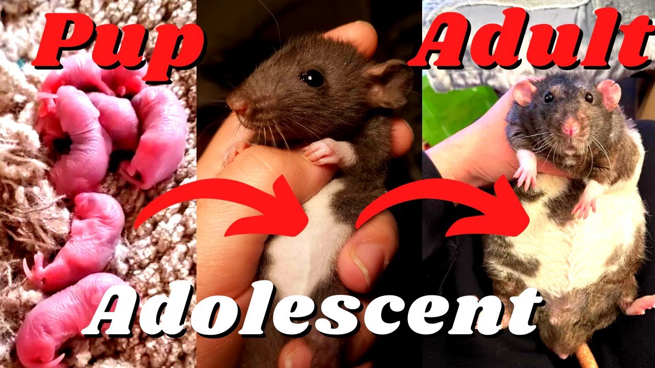 Rat Pups: 10 Facts That'll Blow Your Mind!