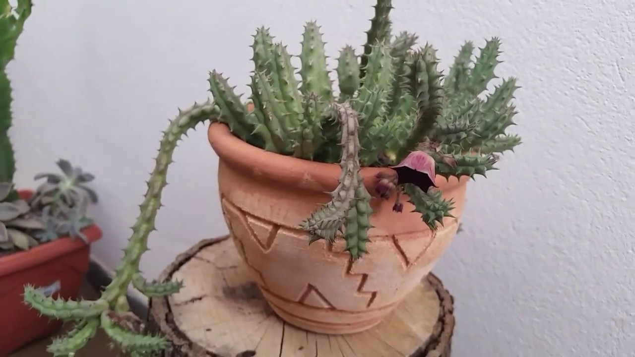 Minha coleção de cactos - Parte 2