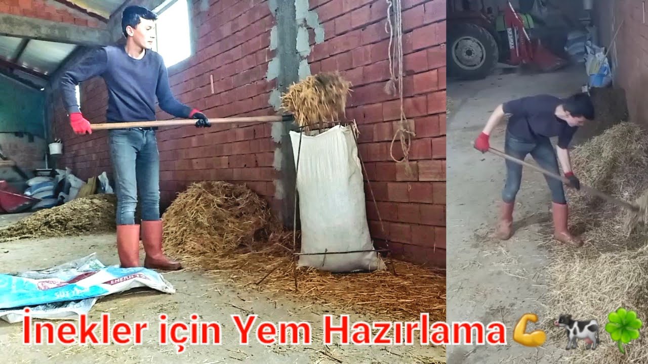 YEM KARMA OLMADIĞI ZAMAN EL ile YEM HAZIRLAMA @CengizÇaylı @orhuntopkaya