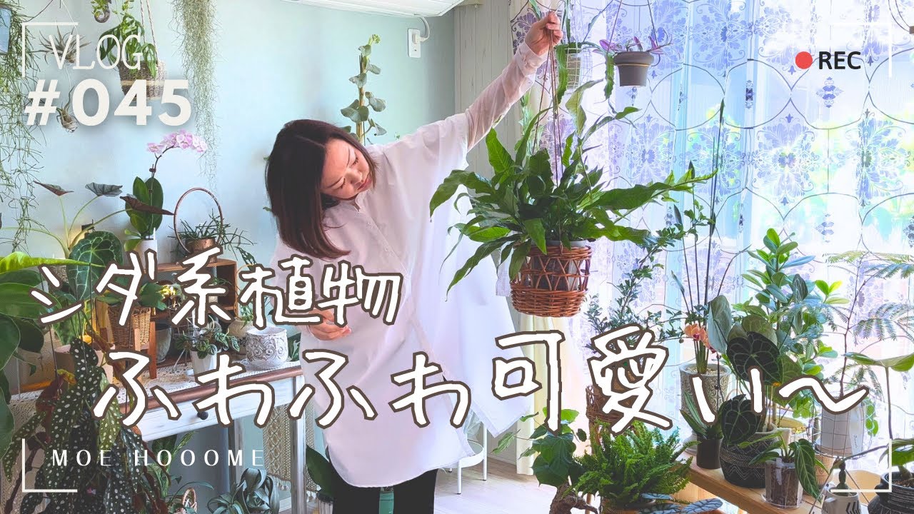 【手強い相手】ネフロレピス苦戦しながらも好きな気持ちは変えられないのよ（Vlog/045）