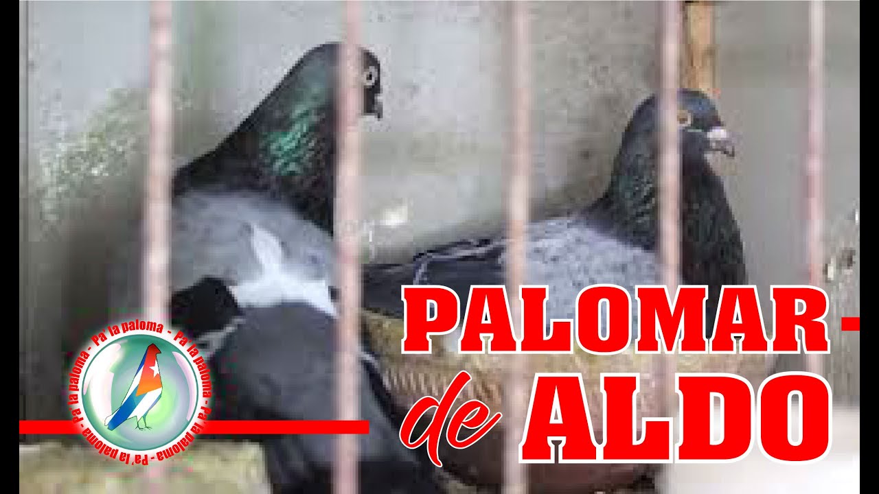 Palomar de ALDO el de los 