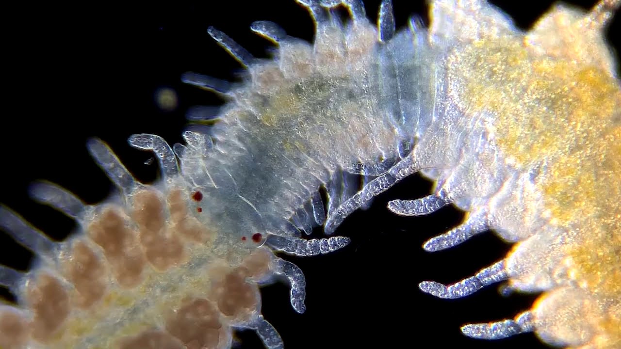 The epitoky of the polychaete worms