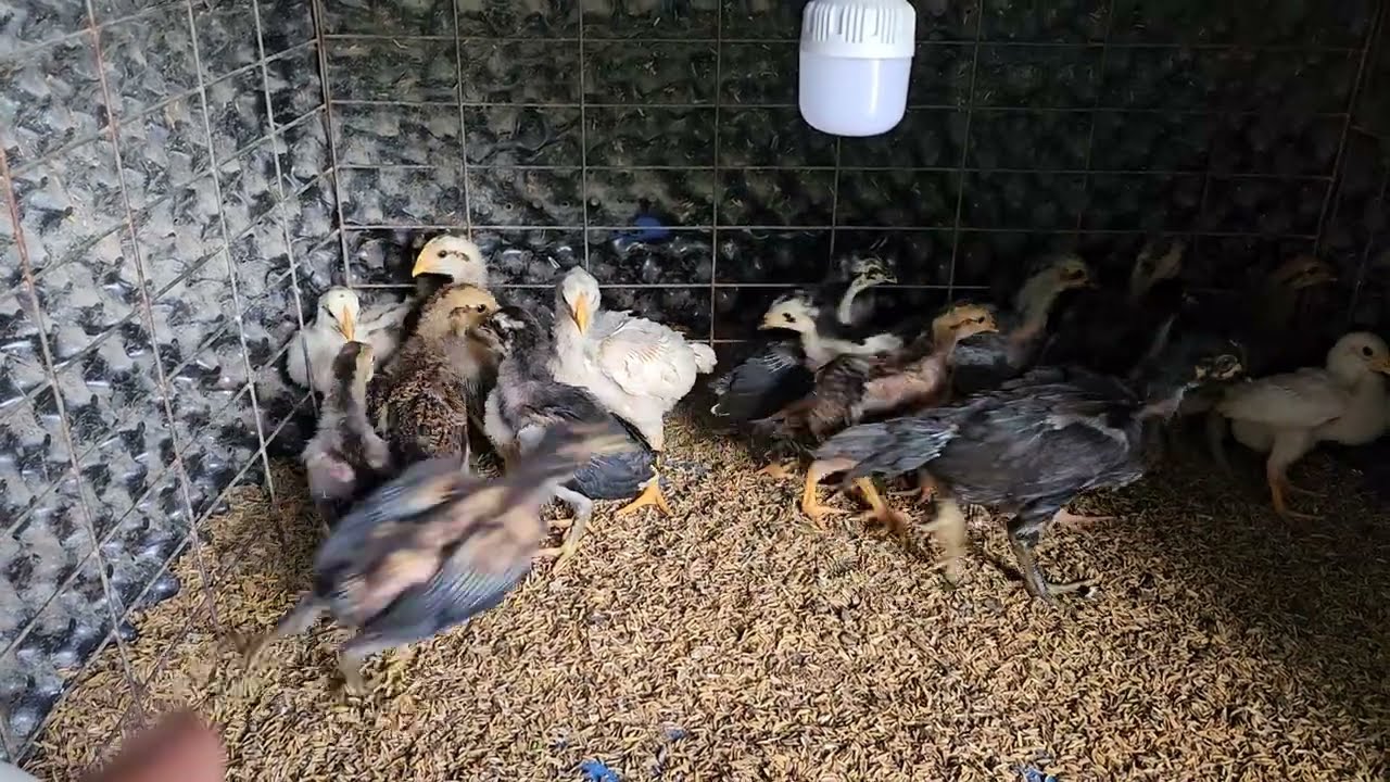 26/12.top gà con được bảo tồn...