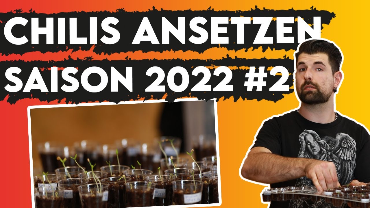Chilis ansetzen für Fortgeschrittene - Chili Saison 2022 🌶️  | Update #2