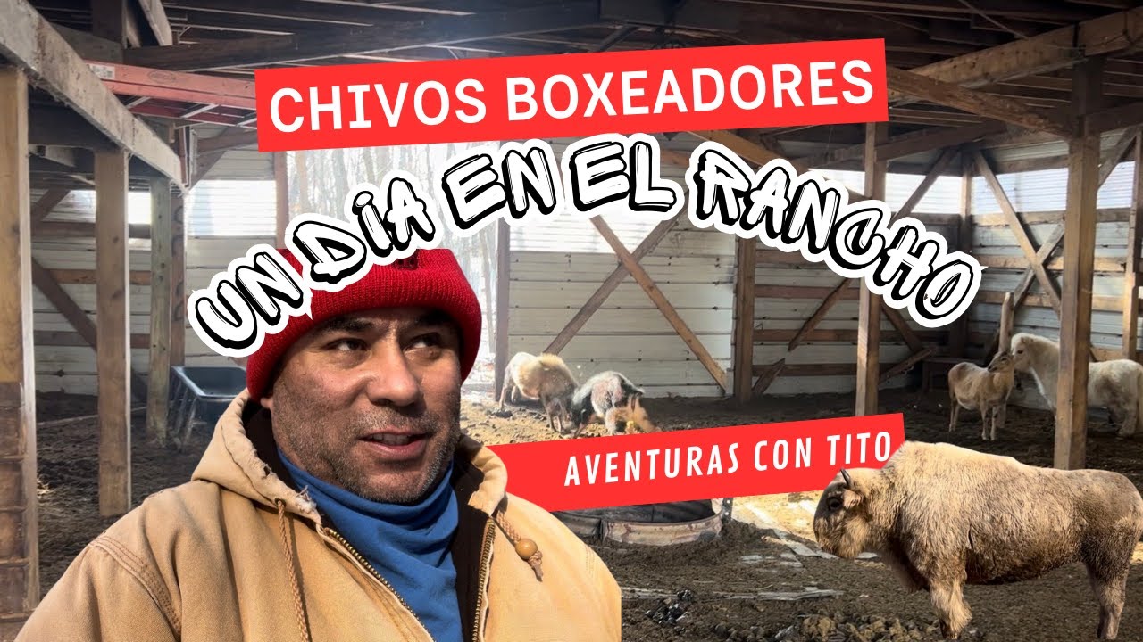 CHIVOS BOXEADORES EN LA NIEVE 🐐❄️