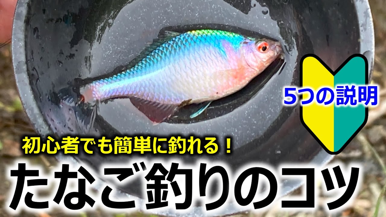 【初心者必見！】たなご釣りのコツ ～5つの説明～