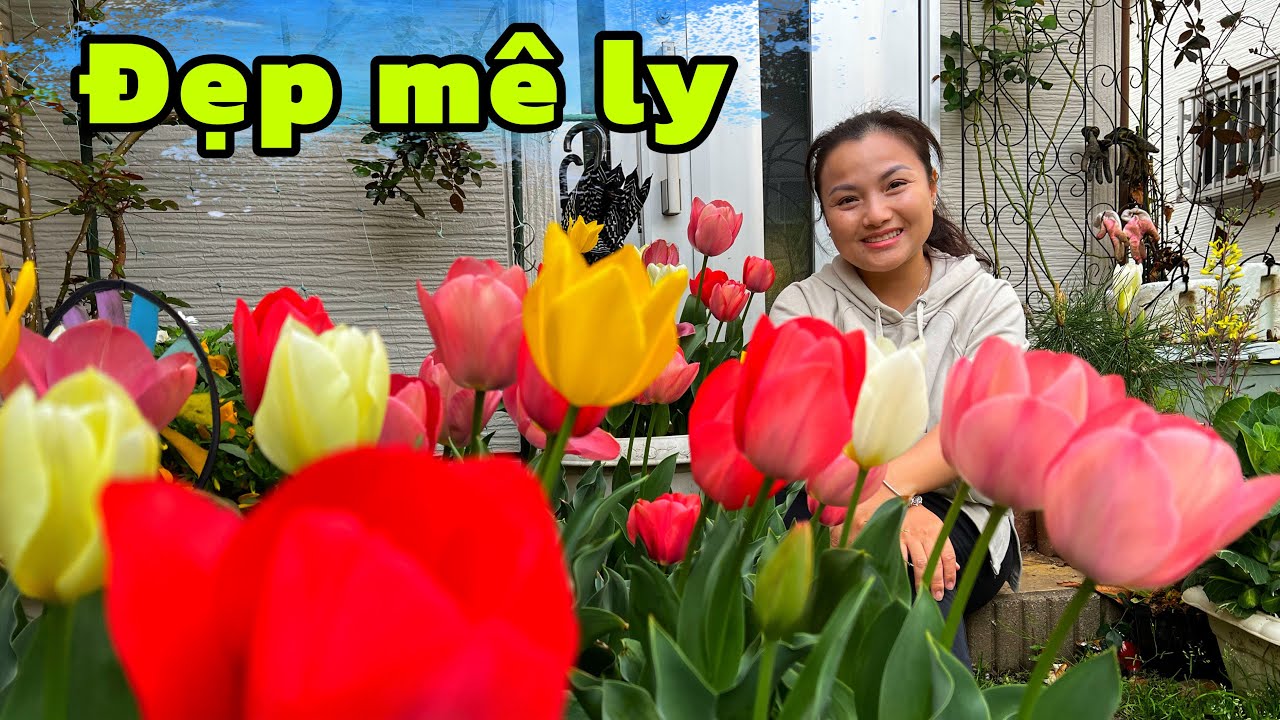 Vườn hoa tulip nhà Q công đoạn trồng từ A đến Z, thích cái nào thì nhích cái đó thôi