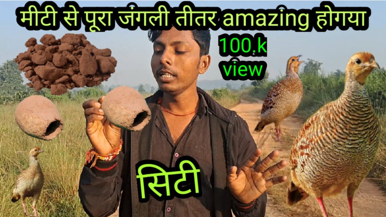 मीटी की सीटी ने जंगली तीतर को कर दिया | mitti ki siti ne jungle teetar ko kar diya | grey francolin