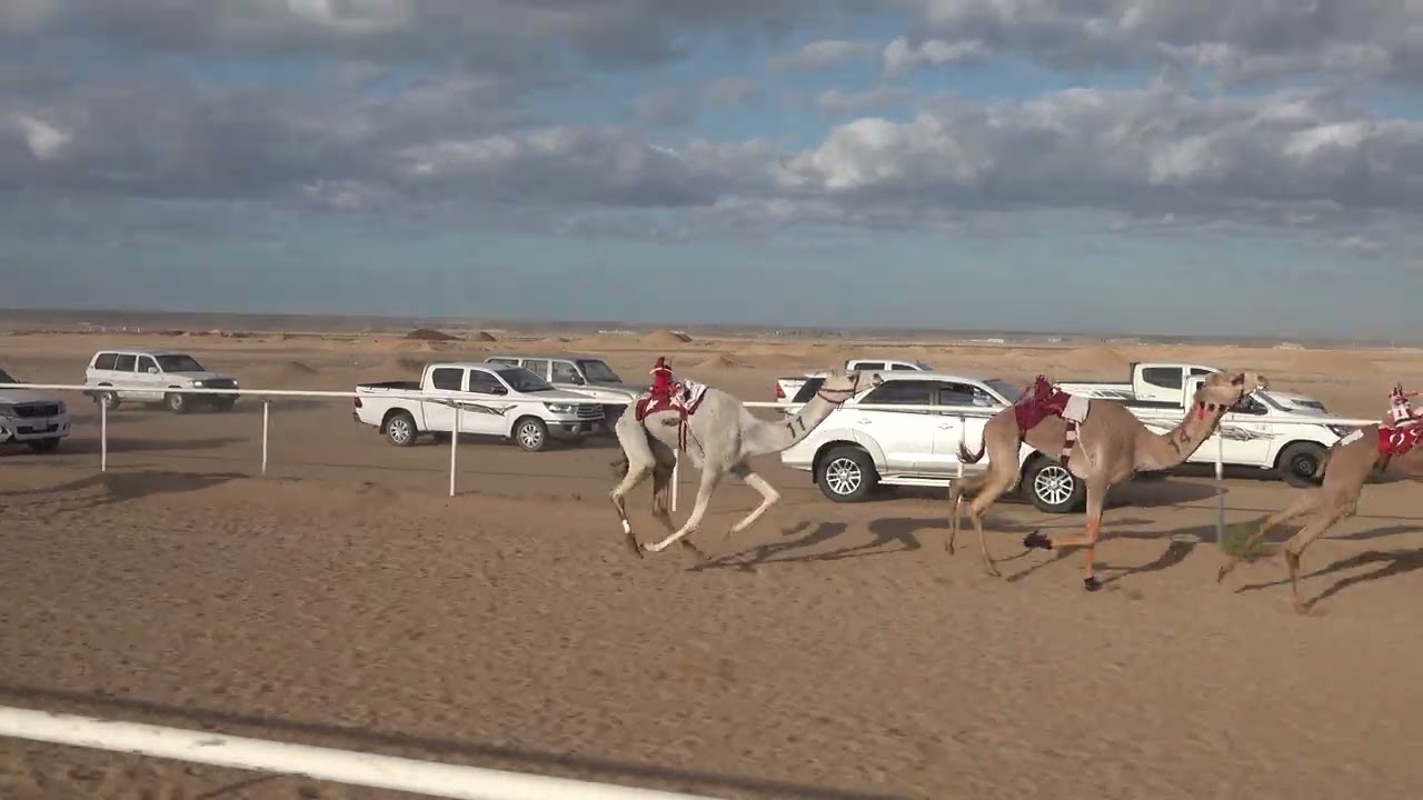 الشوط 2 جذاع بكار 5كم ( العليا: محمد بن زيد الحويطي) سباق الميادين 6