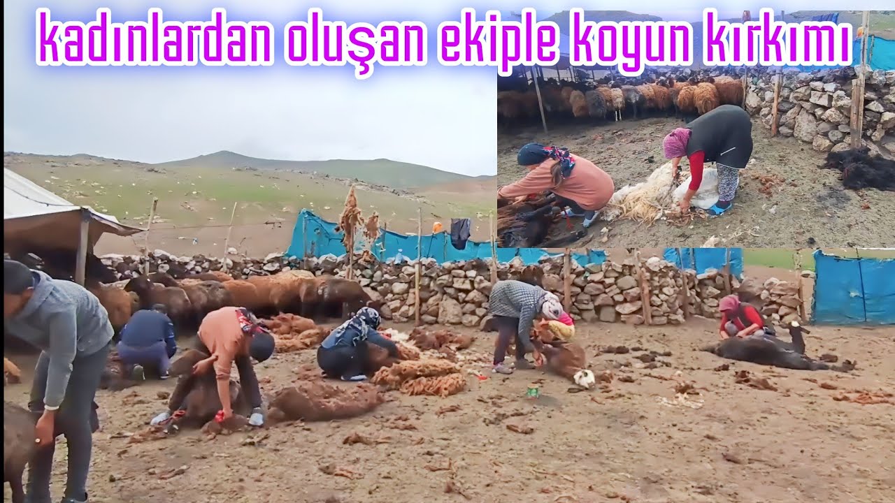 KADINLARDAN OLUŞAN EKİPLE KOYUN KIRKIMI---CİĞER AŞISI YAPILDI--3 ELDEN KOYUN SAĞIMI