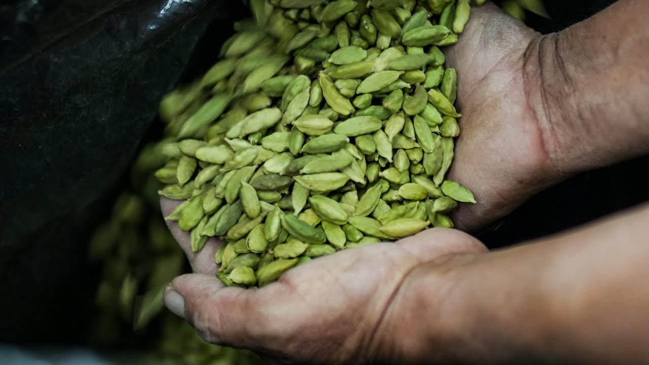 GREEN CARDAMOM GUATEMALA