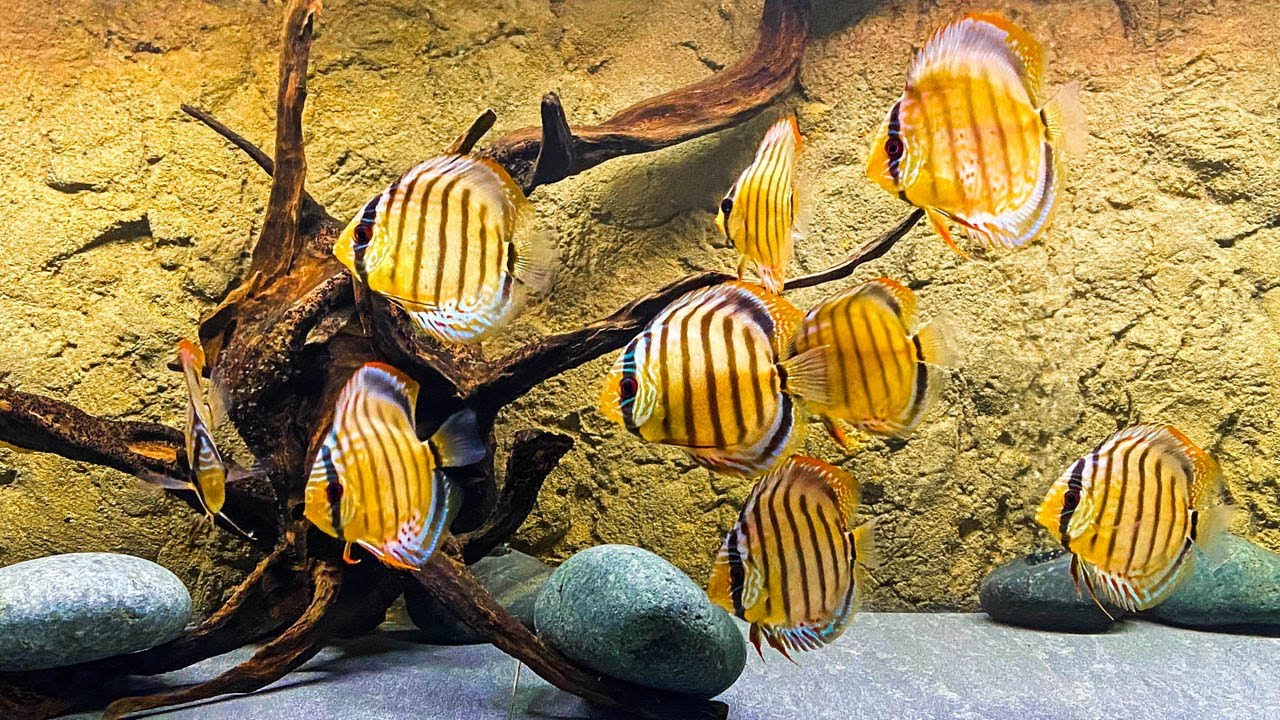 My FAVORITE Wild Caught Discus Aquarium!