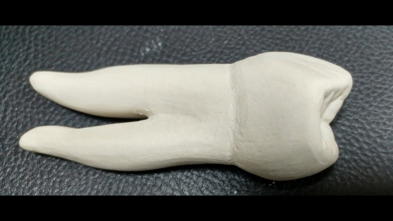 DENTAL-ANATOMY-MAXILLARY 1. PREMOLAR - ÜST 1. KÜÇÜK AZI DİŞİ - CARVING 6