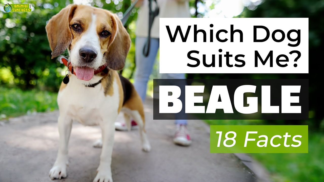 Is a Beagle the Right Dog Breed for Me? 18 Facts About Beagle Dogs! 🐶