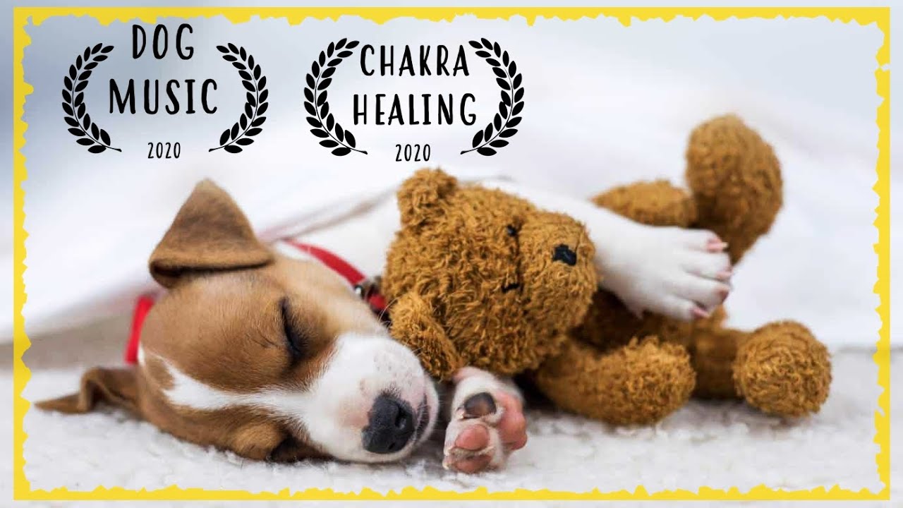 Calming Music For Dogs ~ Soothing Music for Dogs to relax ~ Dog Music to Sleep