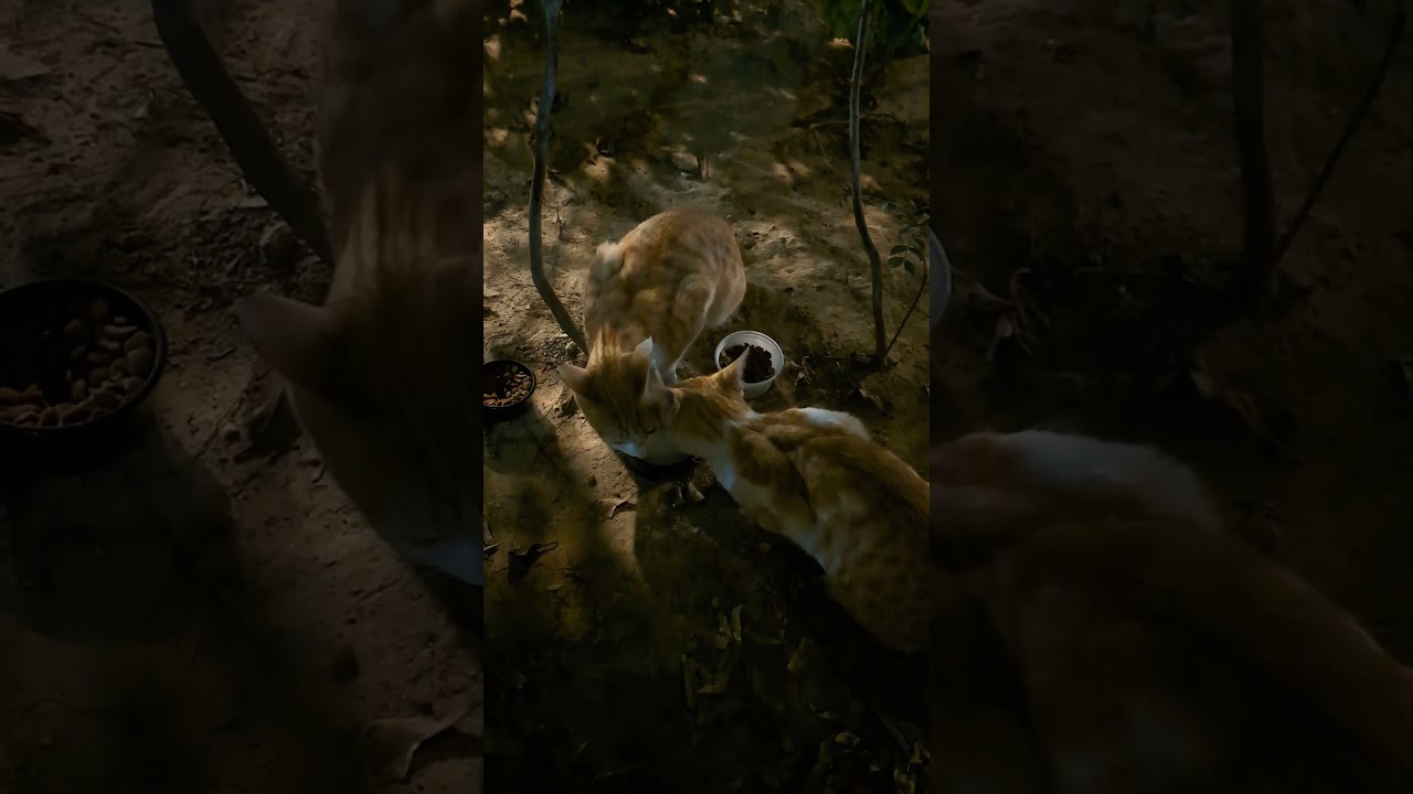Orange kittens 