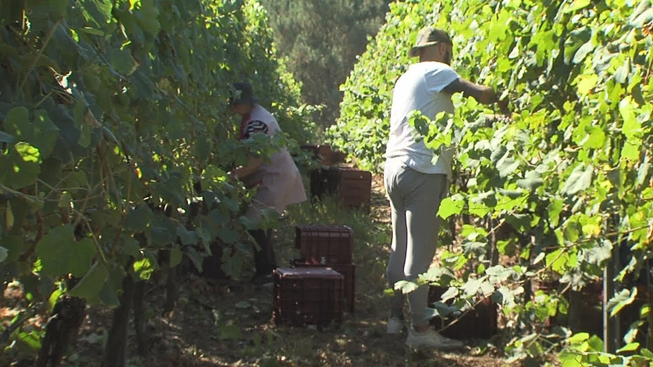 A vendima d&aacute; os primeiros pasos en O Saln&eacute;s