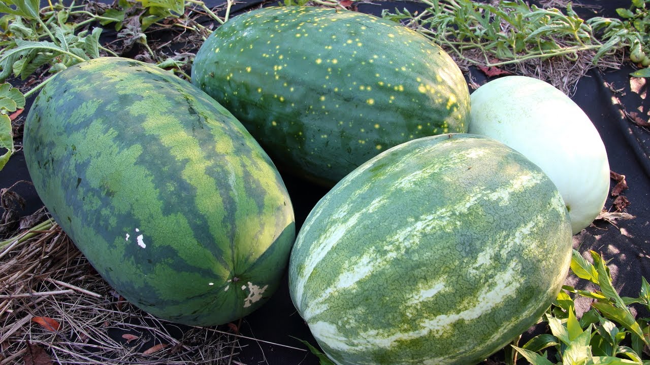 How To Harvest A ripe Watermelon From The Garden With Results-Sampling Four Varieties