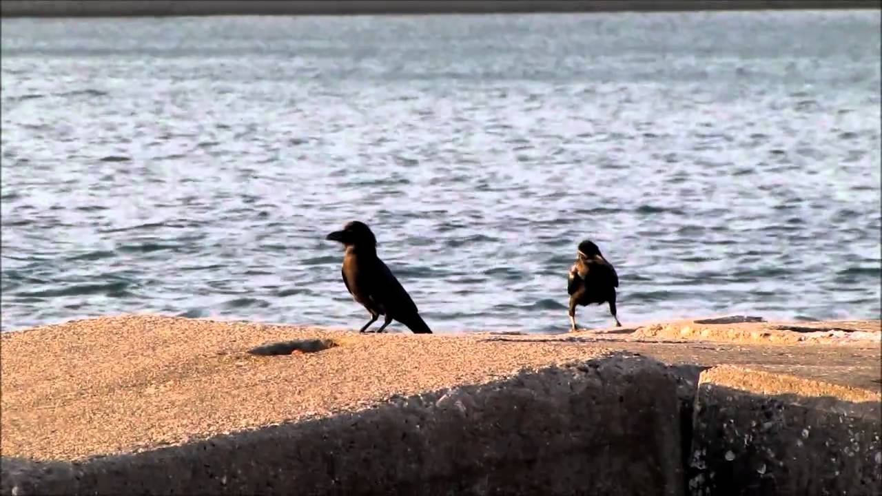 恋は水色　定時メロディー　土佐市　高知県　2011.3