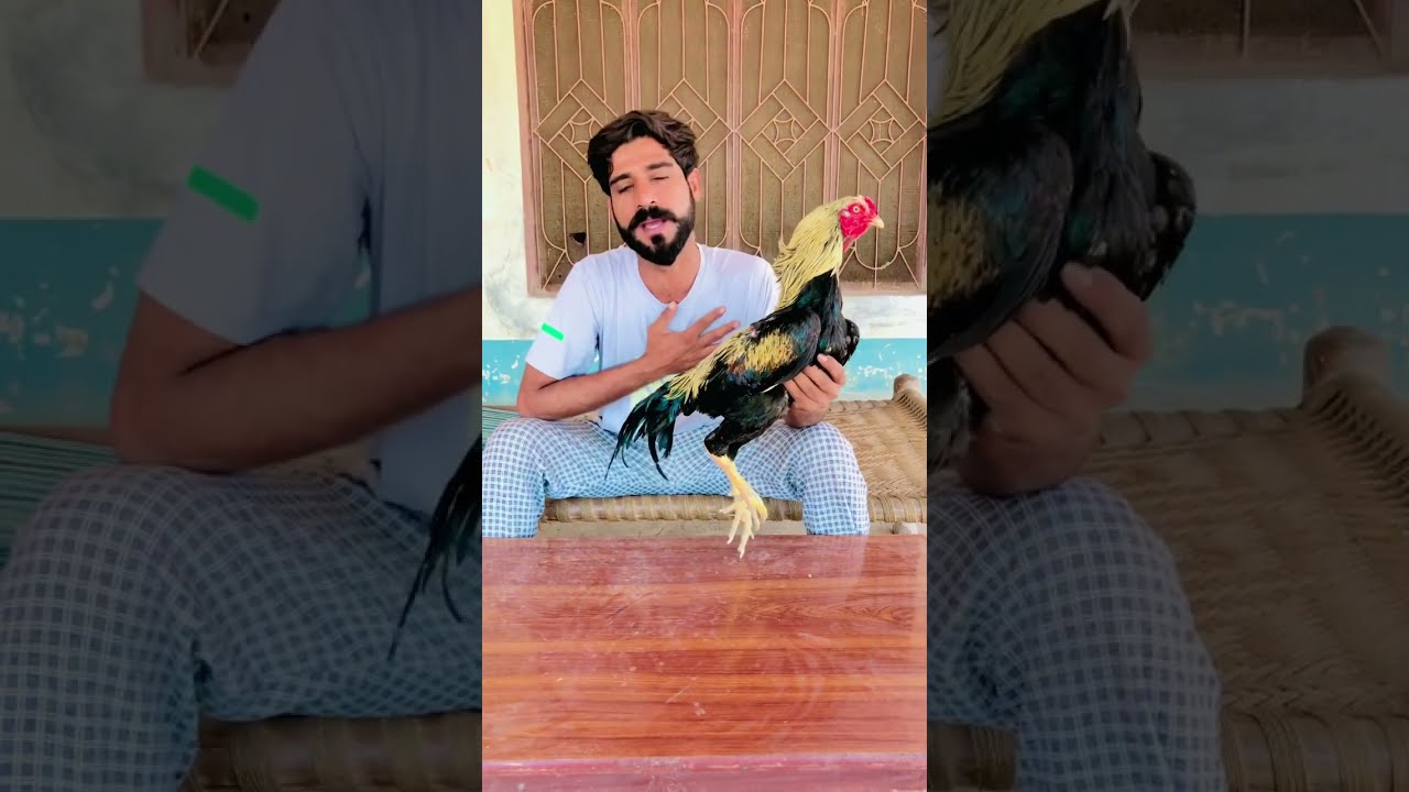 Apko kon sa murgha Acha lga #foryou #aseelmurga #viralvideo #1million #pakistan #Ajmalvlogs9898