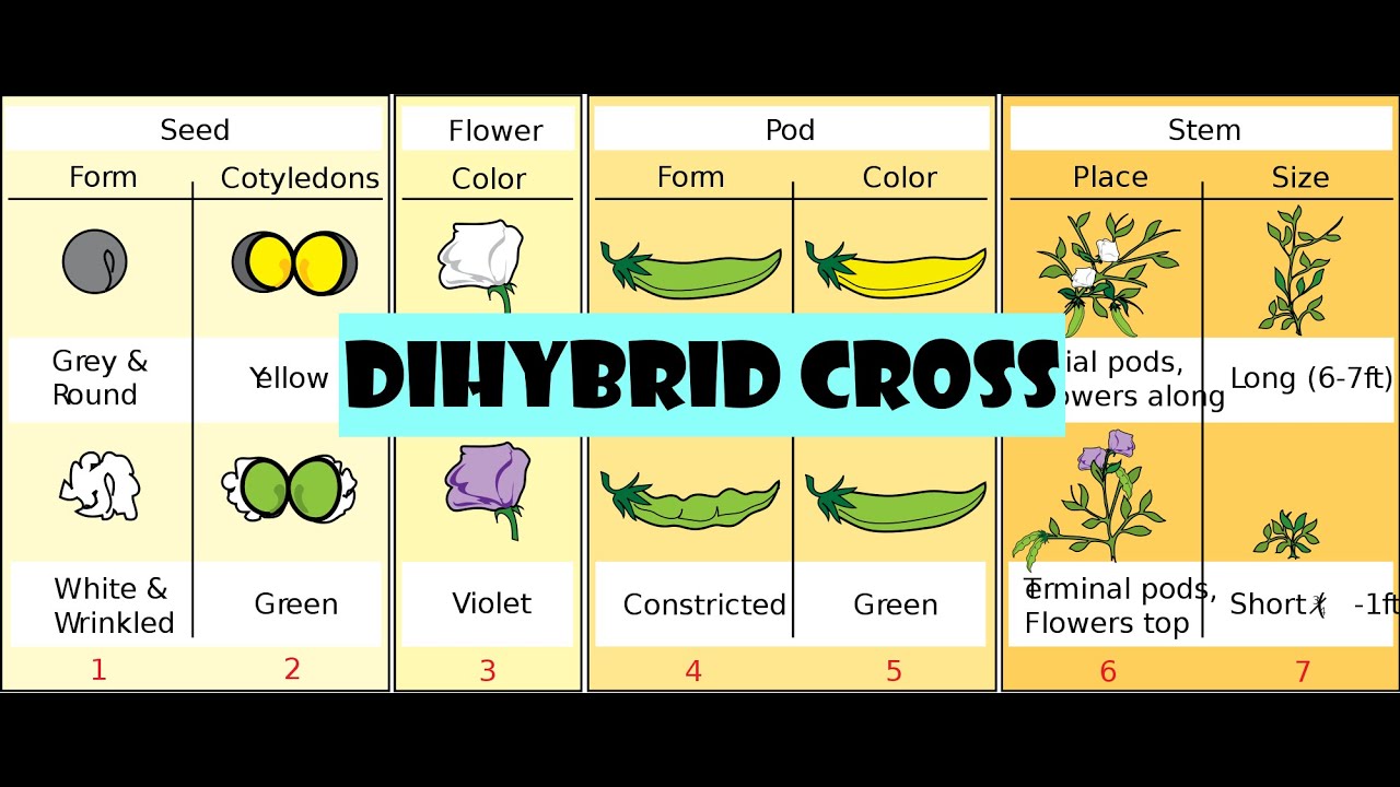 Dihybrid cross