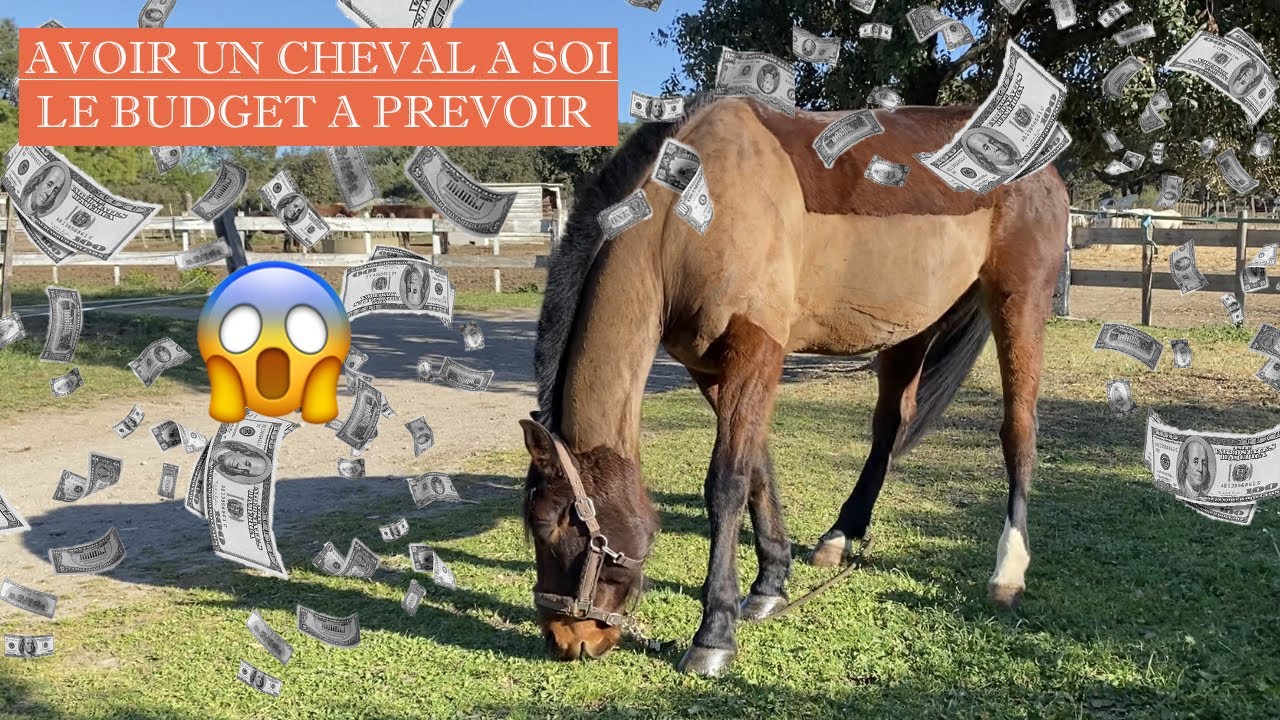 AVOIR UN CHEVAL A SOI : le budget à prévoir 💸