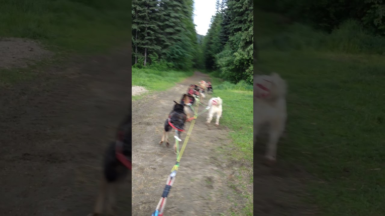 How Alaskan mushers run their sled dogs during the summer