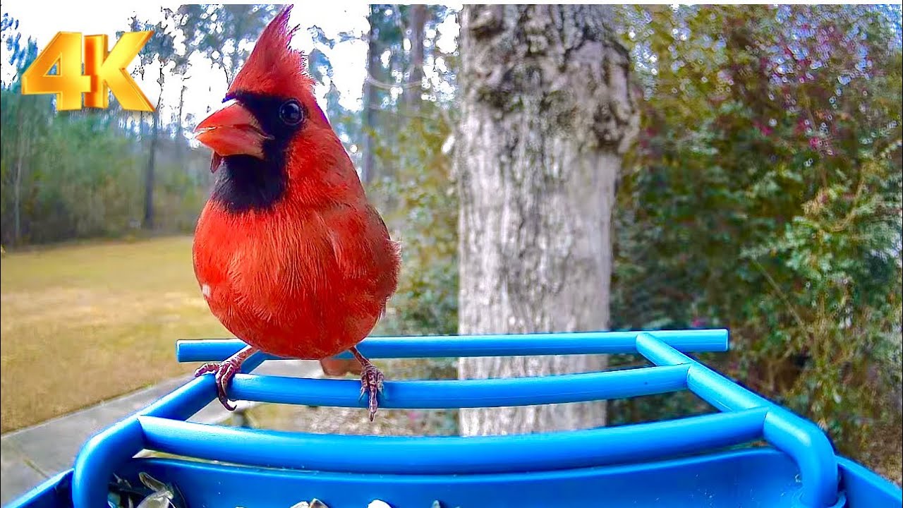 Wild birds are pecking at the seeds! #Birds 