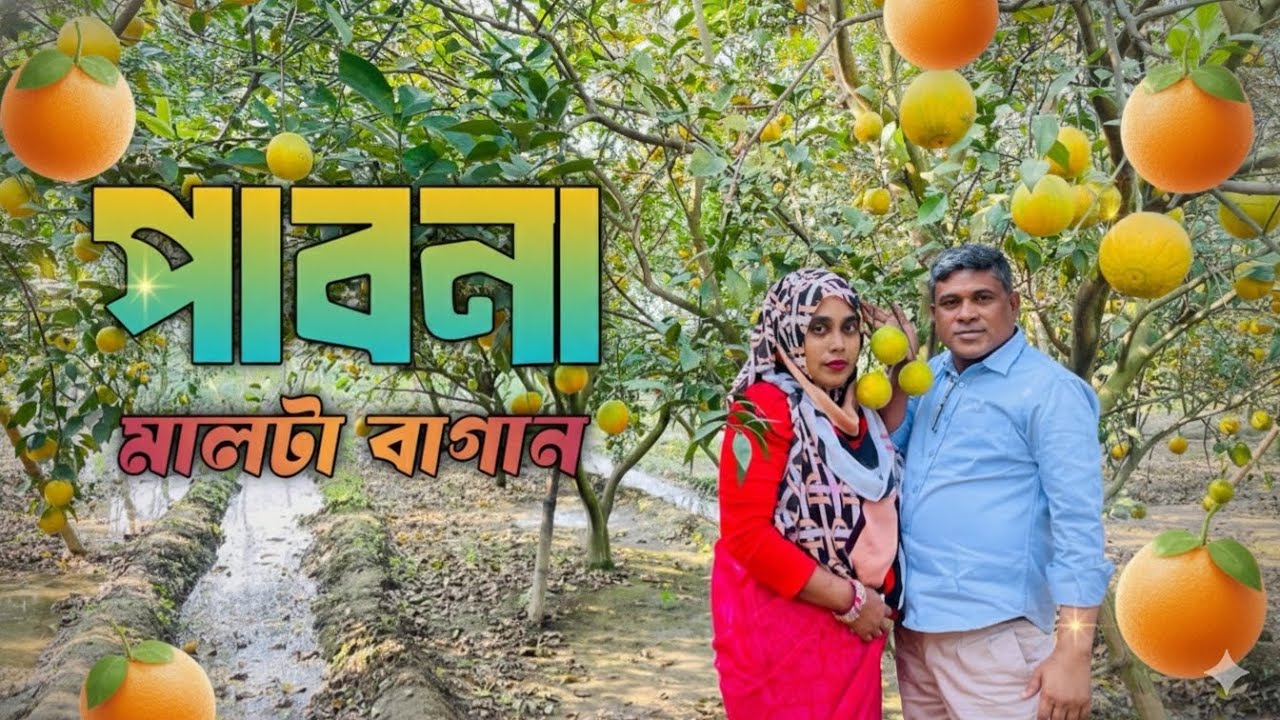 পাবনা আটঘরিয়া মালটা বাগান 😋।Pabna Atgharia Malta Garden