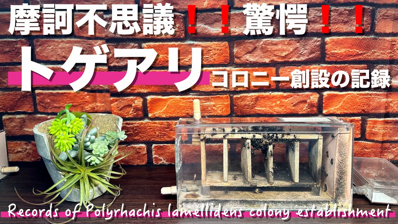 【アリ飼育】摩訶不思議❗️驚愕のトゲアリコロニー創設までの記録🎥実現できた理由は我が家で起こった奇跡の巡り合わせ・・・【蟻観察】【女王蟻】