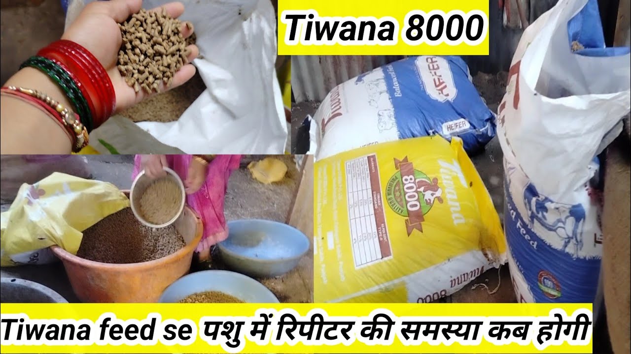क्या Tiwana feed से पशु में रिपीटर की समस्या है l Tiwana feed 8000 l Tiwana feed l