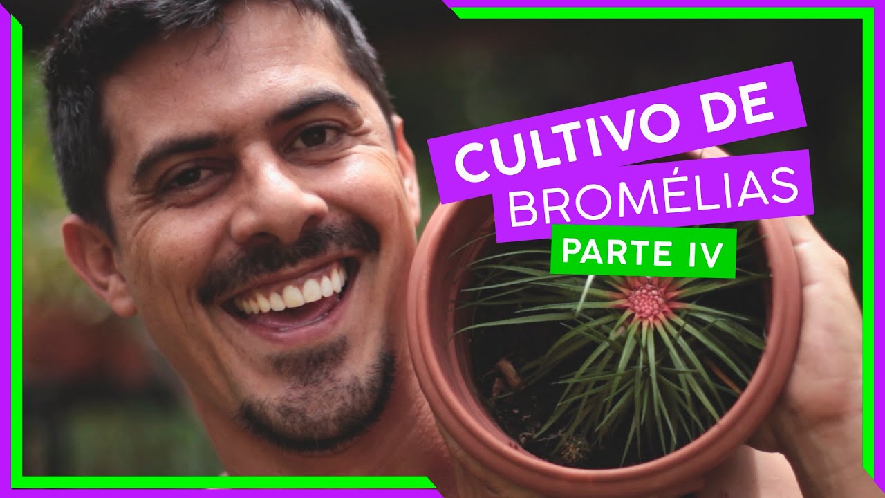 COMO GERMINAR SEMENTES DE BROMÉLIAS