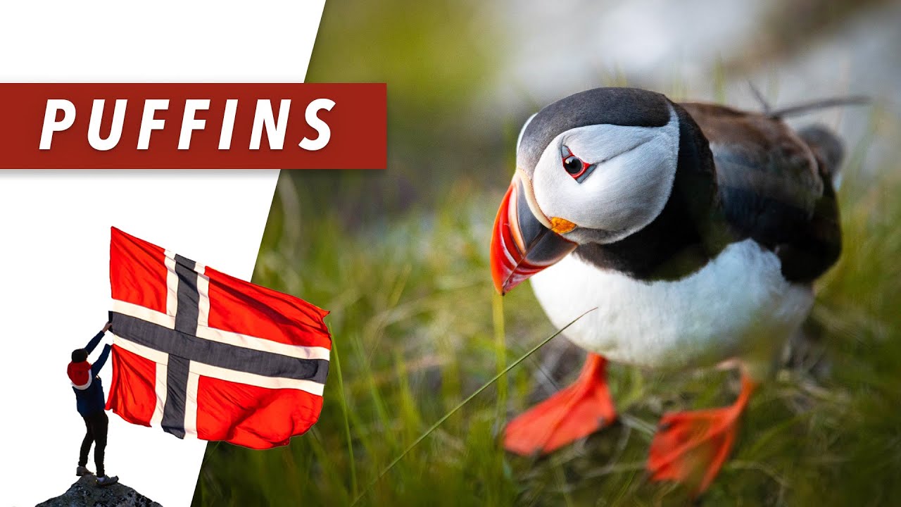 Wo kann man in Norwegen am besten Papageitaucher beobachten? 