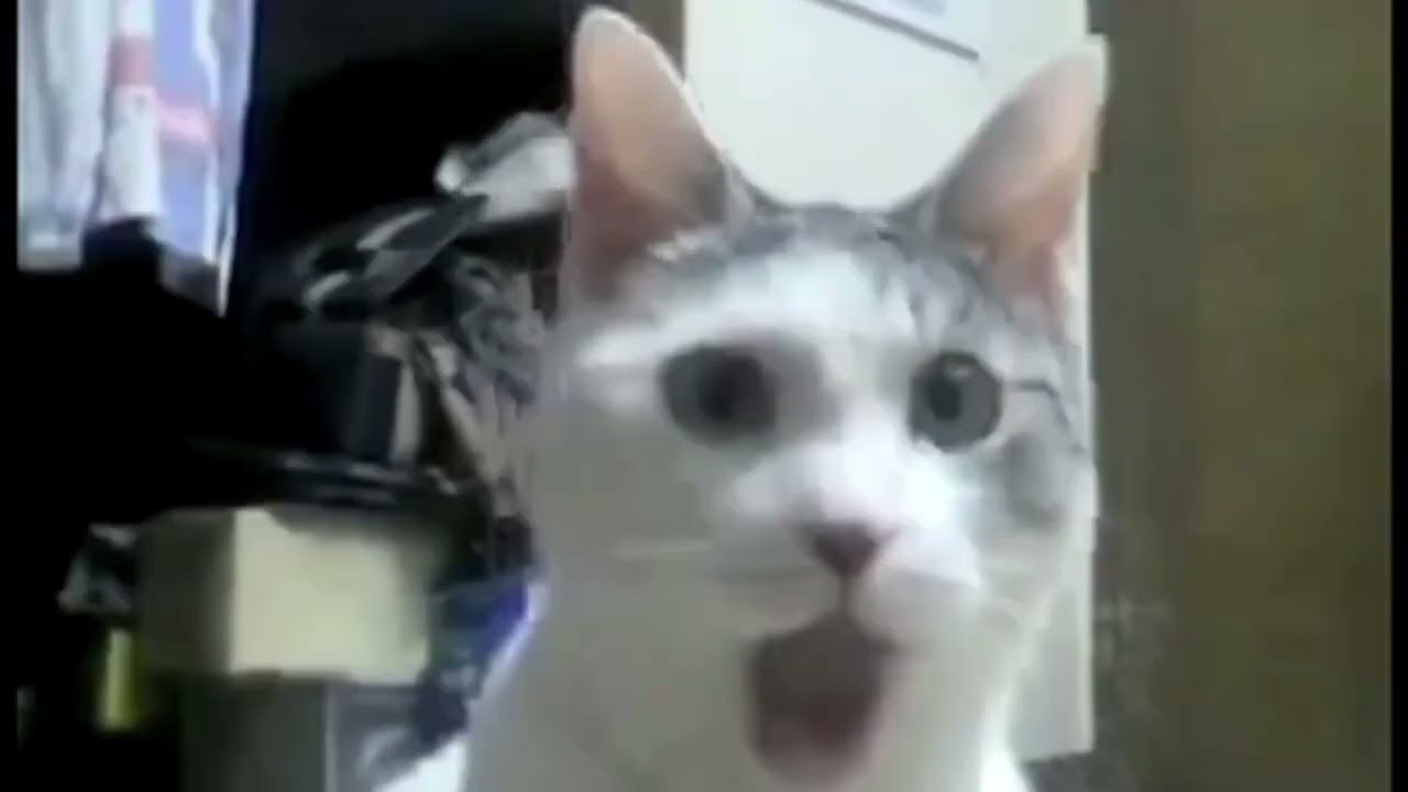 Cat Shocking Reaction Meme Template