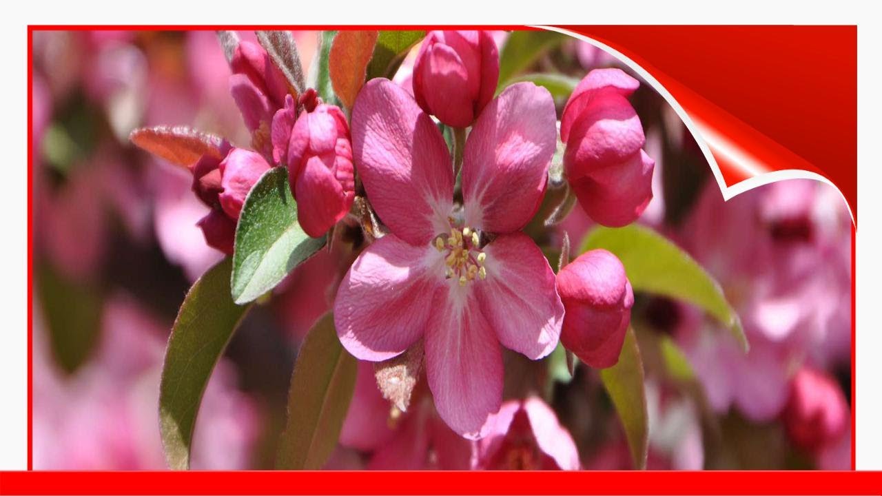 Top 10 Trees That Attract Hummingbirds 🧧
